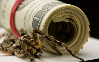 Spider crawling dollar bill money - a spider free wallpaper for desktop