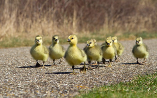 Yellow ducks walking gravel road - a line free wallpaper