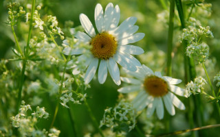 Flower closeup background blurry nature - the background and a blurry background of grass free wallpaper