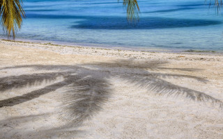 Palm shadow beach ocean sand - a blue ocean in the background free wallpaper