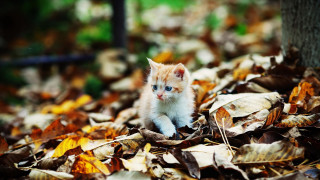 Kitten leaves woods autumn blurry - in the wood free wallpaper for desktop