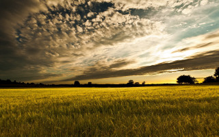 Grass sky clouds trees landscape - a sky in the background free wallpaper for desktop