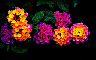 Flowers hydrangea leaves purple yellow - a group of flowers free wallpaper
