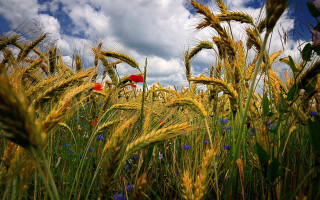 Wheat field red umbrella blue - heavy free wallpaper