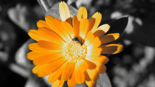 Yellow flower bee macro blurry 2 - a bee free wallpaper