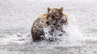 Brown bear splashing water ocean - the ocean water free wallpaper