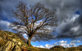 Bare tree cloudy hill mountain - the background and a rock free wallpaper