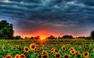 Sunflower field cloudy sunset mountain - a dark cloud free wallpaper for desktop