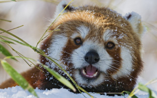 Red panda snow yawning furry - the snow free wallpaper