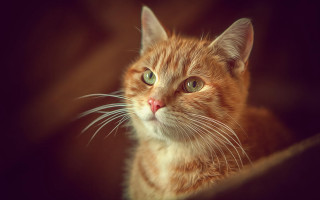 Green eyed cat closeup animal - a close up of a cat free wallpaper