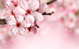 Pink flower blurry background closeup - this image free wallpaper for desktop