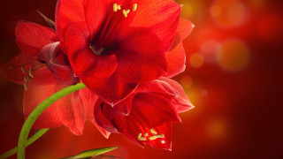 Red flower green stem photorealism - a red light in the background free wallpaper for desktop
