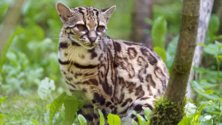 Cat grass tree bushes serious - animal free wallpaper for desktop