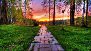 Grassy path sunset cherry blossoms - a grassy area free wallpaper