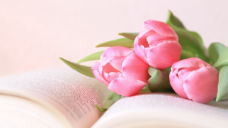 Pink flowers open book gradient - a pink wall free wallpaper