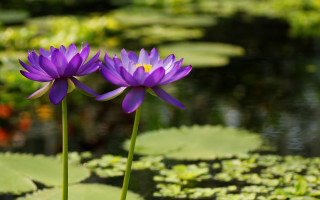 Purple flowers pond lilies green - two purple flower free wallpaper
