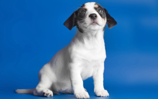Small white black dog blue - puppy free wallpaper