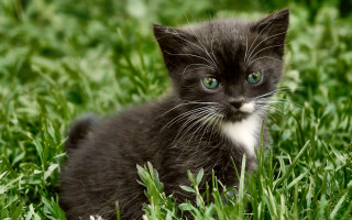 Black white kitten sad grass - kitten free wallpaper