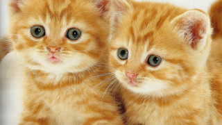Orange kittens green eyes white - adorable free wallpaper