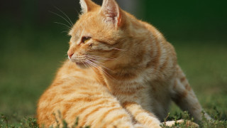Cat grass green background orange - a green background behind free wallpaper for desktop