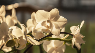 Closeup flowers bokeh background butterfly - a close up of a bunch free wallpaper