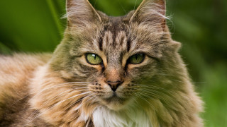 Cat green eyes in grass - a cat free wallpaper