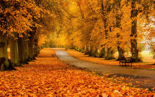 Fall pathway leaves bench magic - the fall season free wallpaper