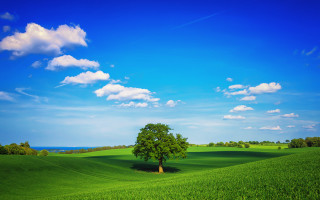 Lone tree green field blue 12 - a green field free wallpaper for desktop