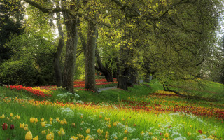 Flower field forest path bench - a field of flowers and trees free wallpaper