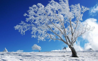 Snowy tree blue sky clouds - a.b. frost free wallpaper