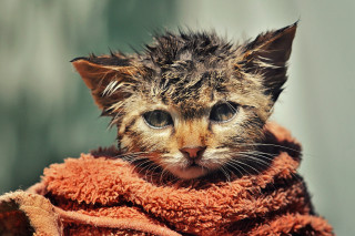 Kitten towel sad eyes florianne - a towel free wallpaper