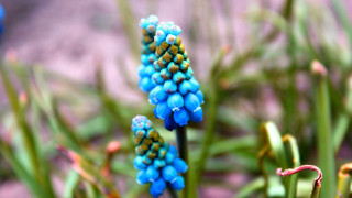 Blue flower bokeh glowstick macro - vivid color free wallpaper