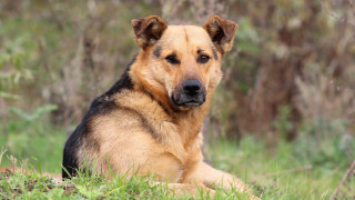Dog sad lying in grass - a sad look free wallpaper