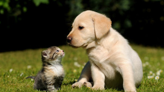 Puppy kitten playing grass blurry - the grass together free wallpaper