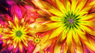Colorful flower yellow center purple - a colorful flower free wallpaper