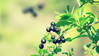 Branch berries blurry background nature - felipe seade free wallpaper