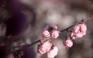 Pink flowers blurry tree branch - shallow depth of field free wallpaper for desktop