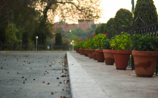 Potted plants road fence trees - the side of a road next free wallpaper