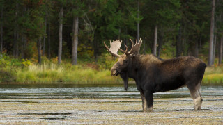 Moose river forest grass wildlife - the foreground and a forest in the background free wallpaper