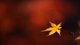 Single leaf night autumn butterfly - a single leaf free wallpaper