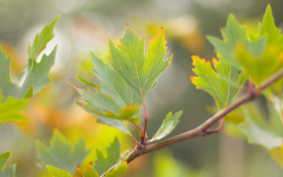 Branch leaves yellow blurry background - de hirsh margule free wallpaper