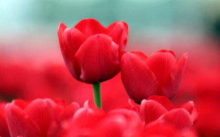 Red flowers bouquet macro shallow - dirck van der lisse free wallpaper
