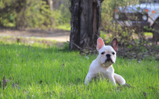 Small white dog grass tree - a small white dog free wallpaper