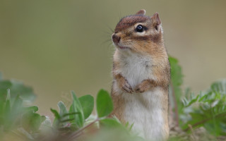 Curious squirrel tiltshift outdoors bamboo - its hind leg free wallpaper