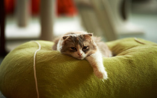Cat green pillow chair cord - a chair free wallpaper