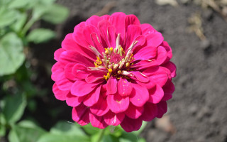 Pink flower garden blurry bokeh - betye saar free wallpaper for desktop