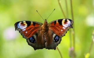 Butterfly blue eyes plant green - the background and a blurry background free wallpaper