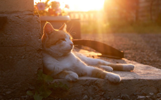 Cat wall flowerpot leash sunset - the ground next free wallpaper for desktop