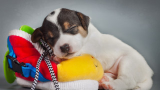 Puppy sleeping toy gray background - a toy free wallpaper