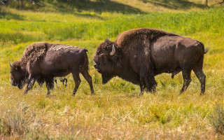 Bison grassy field hill nature - a hill in the background free wallpaper